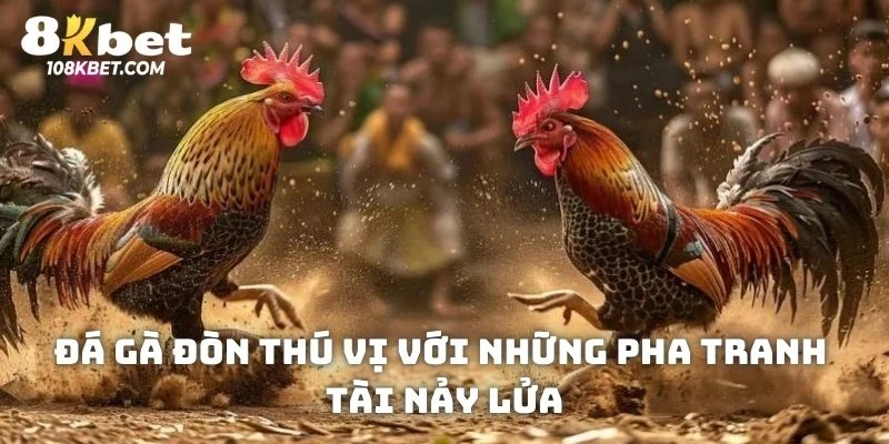 Đá gà đòn thú vị với những pha tranh tài nảy lửa