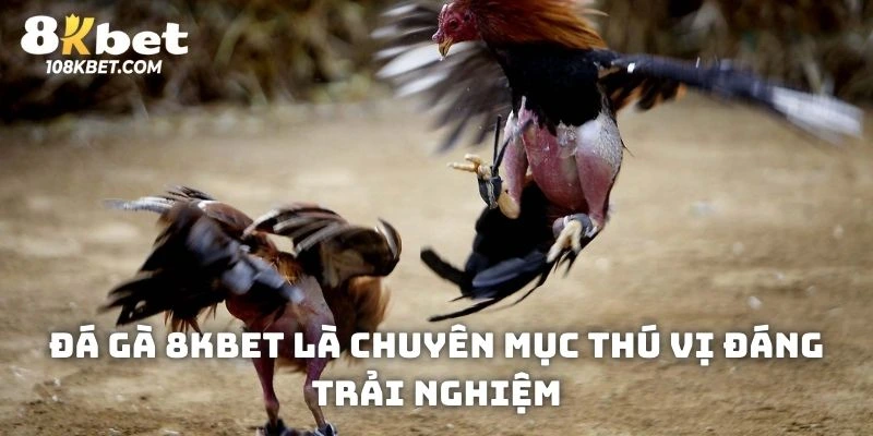 Đá gà 8Kbet là chuyên mục thú vị đáng trải nghiệm