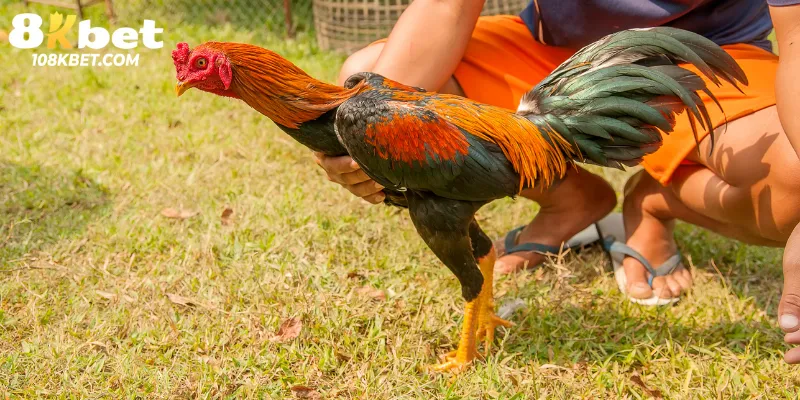 Nhiều lợi ích về sức khỏe khi pha nghệ cho gà đá